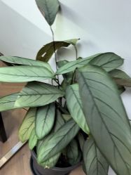 -众刺纹画·纹身·穿孔饰品·海娜定制