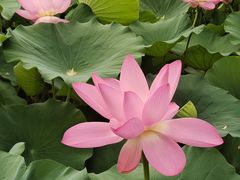 -莲池书院博物馆