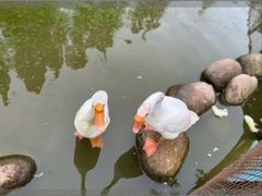 -前小桔亲子创意农场·草莓采摘·露营烧烤