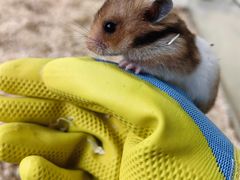 -怪兽屋·羊驼·猫咖·狗咖(俊华广场店)