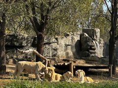 -北京野生动物园