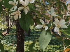-黑龙江省森林植物园