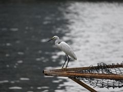 -珠江夜游天字码头