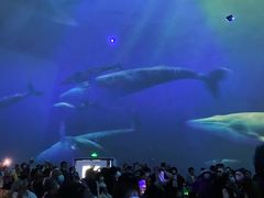 -烟台海昌鲸鲨海洋公园