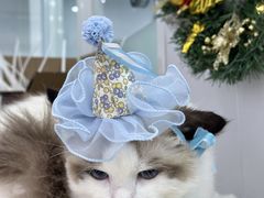 -爱洗澡的猫(望京店)