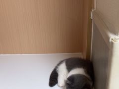 -谐和益家动物医院·免疫绝育·血液透析·宠保定点医院(高新伊藤分院)