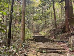 -天目山大树王景区