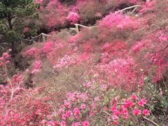 -木兰云雾山