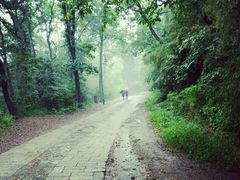 -上海佘山国家森林公园西佘山园