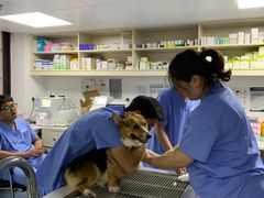 -宠颐生动物医院·猫科·心脏科(海口分院)