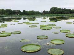 -荷塘月色湿地公园·向阳花洲