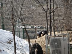 -青藏高原野生动物园