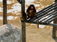 -西霞口神雕山野生动物世界