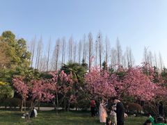 -合肥滨湖国家森林公园