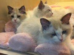 -momokira米努特·德文卷毛猫·棉花面纱犬