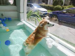 -BABYDOG宝贝狗宠物乐园(欧洲城店)