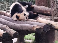 -都江堰中华大熊猫苑