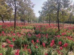 -天适樱花悠乐园