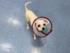 -美联众合动物医院(·中兽医·疑难杂症·严家桥分院)