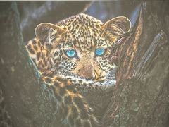 -罗红摄影艺术馆