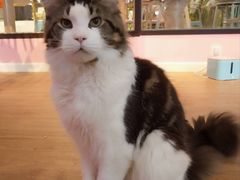 -70cat德文卷毛猫·缅因猫纯种猫舍