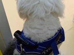 -芭比堂动物医院·犬猫全科·异宠专科(雁塔分院)