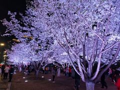 -西北湖绿化广场