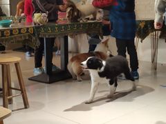 -平行世界·猫咖(首经贸店)