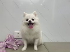 -瑞派康怡24h宠物医院·犬猫医疗中心·微创绝育(瑞景分院)