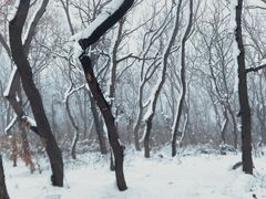 -皇藏峪国家森林公园