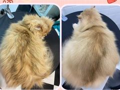 -Oh My Dog宠物沙龙(伊珊娜皮毛护理店)