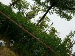 -瑶湖郊野森林公园