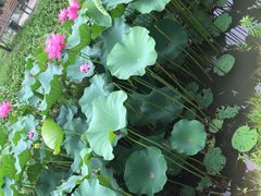 -祥源·阜阳生态乐园