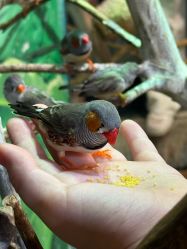 -Zoolung Zoolung动物主题公园(海信广场店)