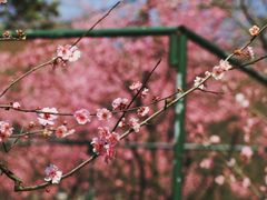 -杭州植物园