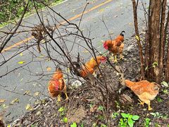 -五女峰国家森林公园