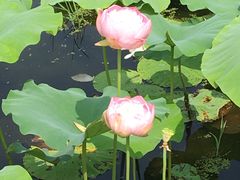 -荷塘月色湿地公园·向阳花洲