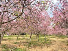 -天适樱花悠乐园