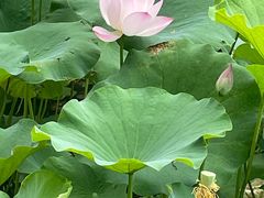 -莲花池公园