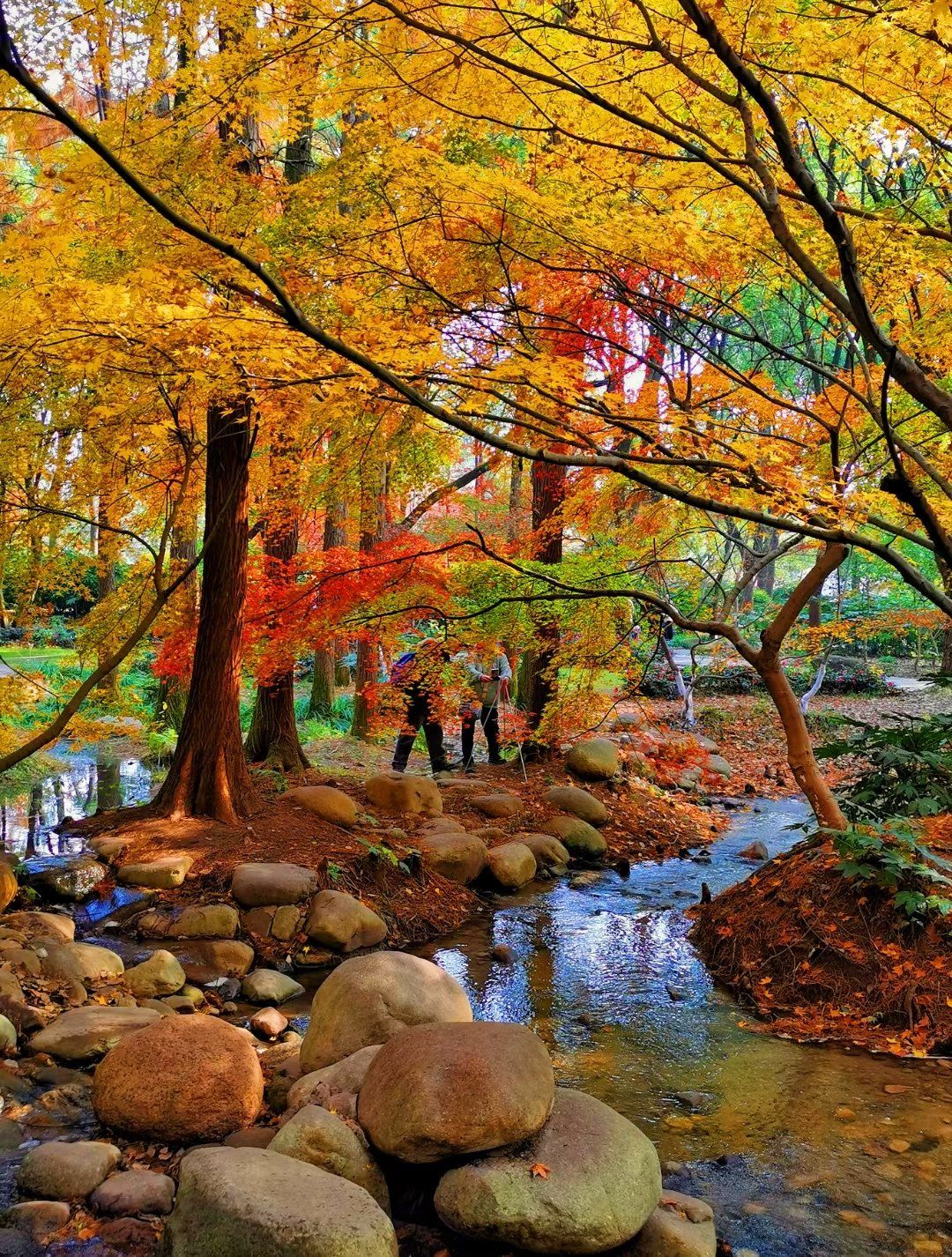 邂逅一片唯美枫林,共青森林公园的枫叶红了