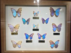 -上海昆虫博物馆