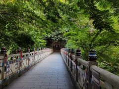 -西双版纳原始森林公园