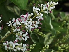 -上海佘山国家森林公园天马山园