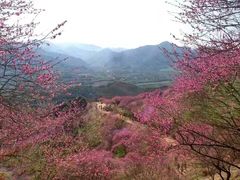 -新建村梅花