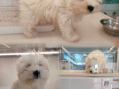 -翊宠yipet猫狗购宠庄园犬舍•猫舍