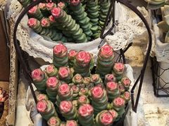 -循礼门鲜花花市(武汉循礼门店)