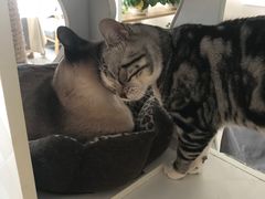 -有猫儿腻咖啡厅.猫咖