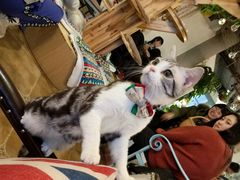 -共舞时光猫咖·狗咖(新街口店)