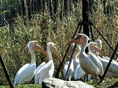 -武汉动物园