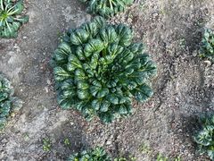 -中国天府农业博览园